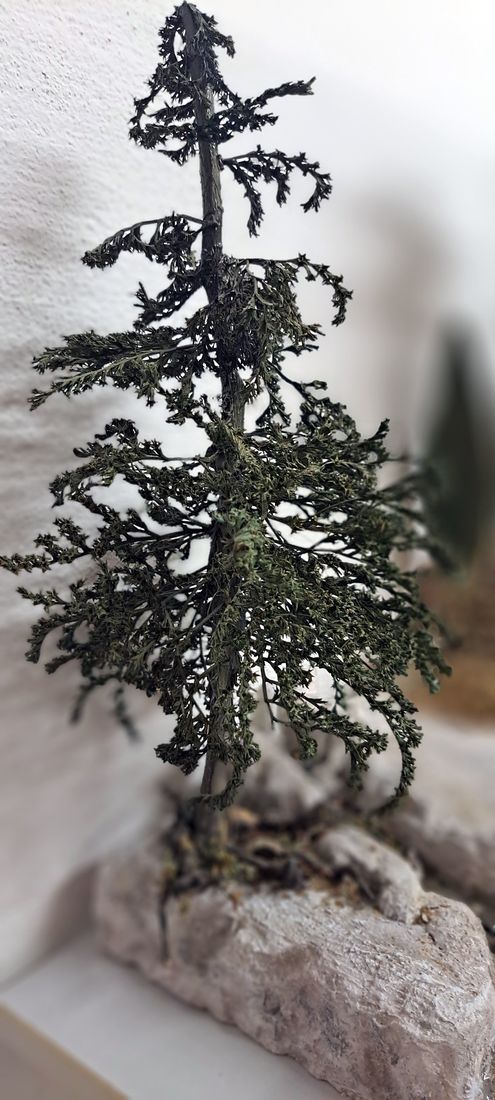 Tanne aus getrockneten Zweigen