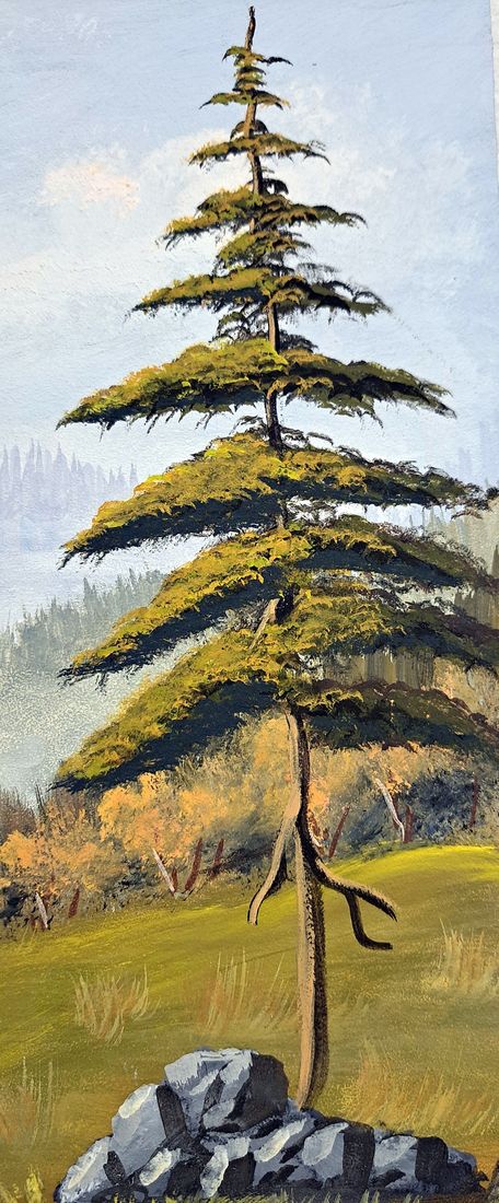 Detail: eine einzelne Tanne mit Licht und Schatten